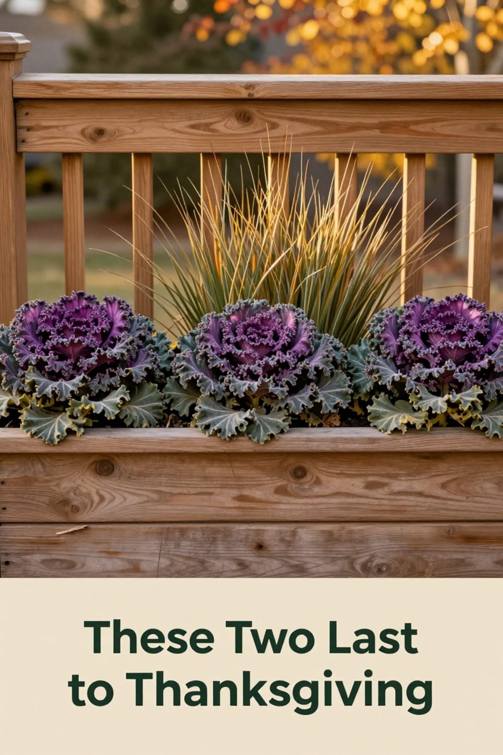 Ornamental kale and purple fountain grass thriving in a fall railing planter in late November