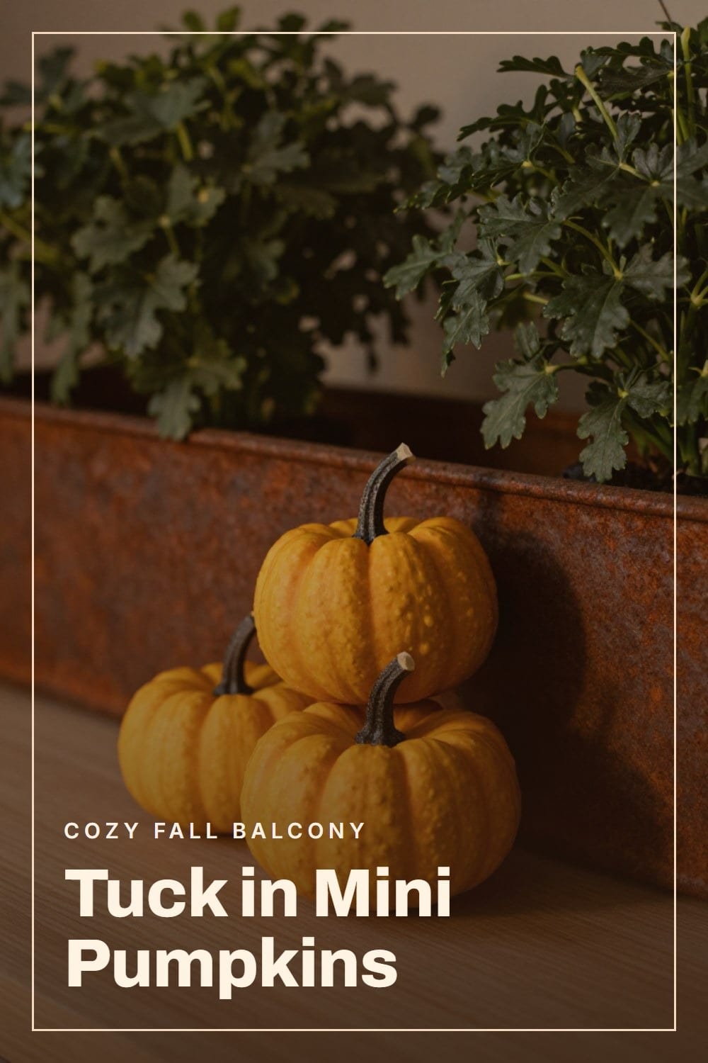 Macro shot of mini pumpkins tucked at the base of a fall railing planter box